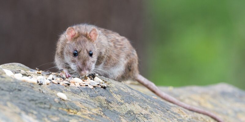 Ratte