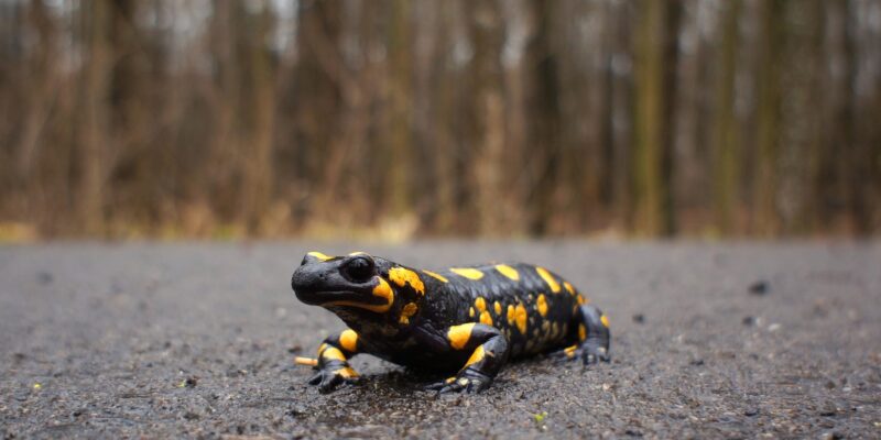 Feuersalamander