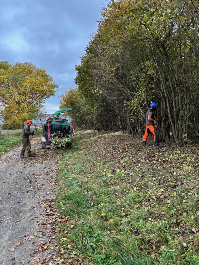 Hecke auf Stock gesetzt